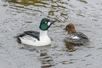 Common Goldeneye [M+F] - Wildfowl of the World Collection