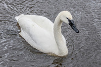 Trumpeter Swan - Wildfowl of the World Collection