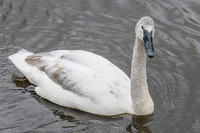 Juvenile Trumpeter Swan - Wildfowl of the World Collection