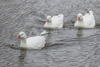 Ross's Geese - Wildfowl of the World Collection