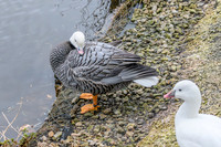 Emperor Goose - Wildfowl of the World Collection