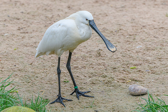 Spoonbill - Wildfowl of the world collection