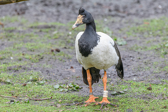 Magpie Goose - Wildfowl of the world collection