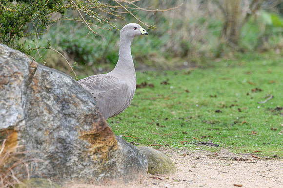 Cape Barren Goose - Wildfowl of the world collection