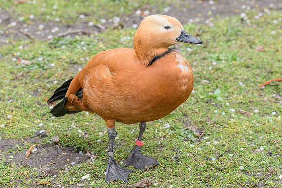 Ruddy Shelduck [M] - Wildfowl of the world collection