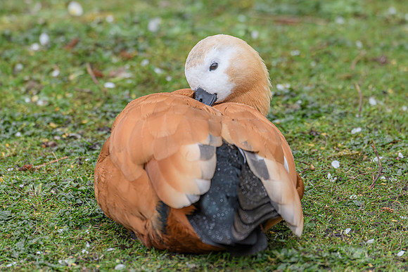 Ruddy Shelduck - Wildfowl of the world collection