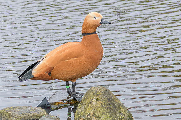 Ruddy Shelduck [M] - Wildfowl of the world collection