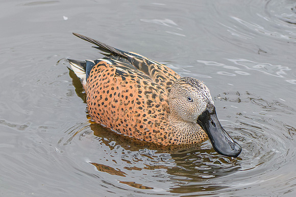 Red Shoveler - Wildfowl of the world collection