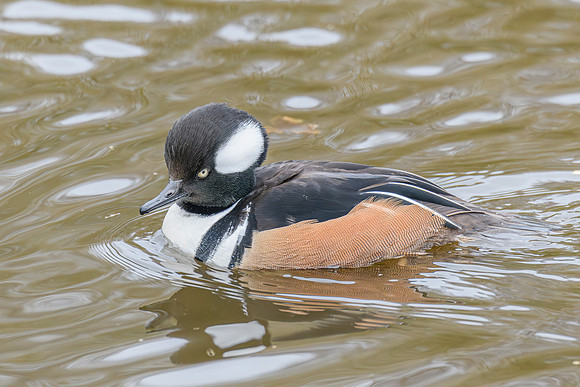 Hooded Merganser [M] - Wildfowl of the world collection