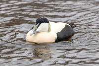 Eider Duck [M]