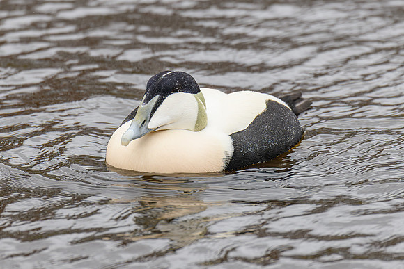 Eider Duck [M]