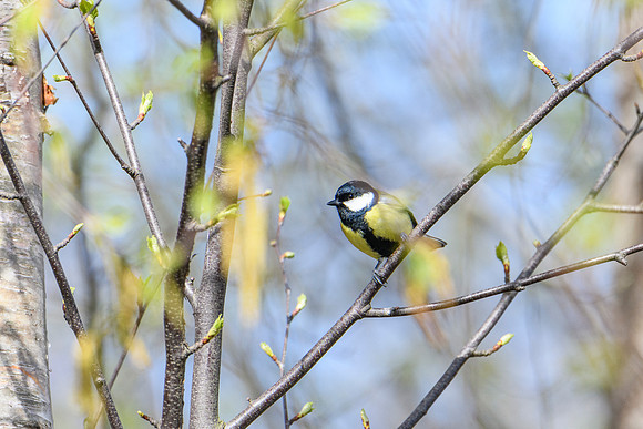 Great Tit