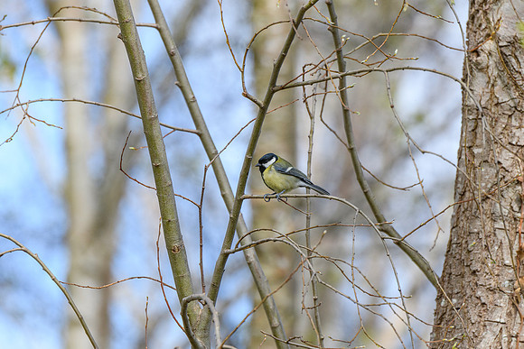 Great Tit