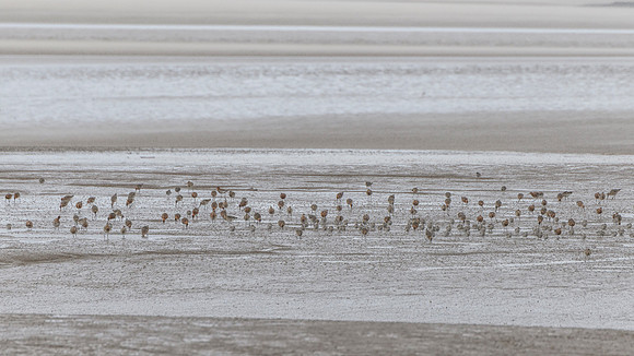 Godwit