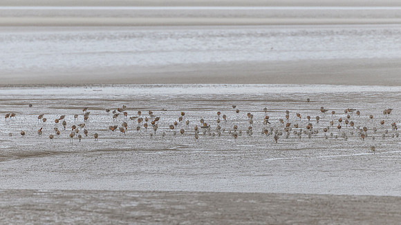 Godwit