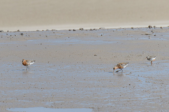 Godwit