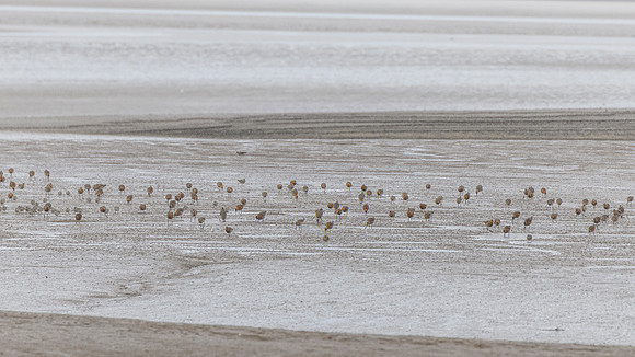Godwit