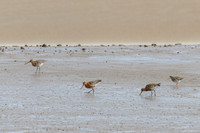 Godwit