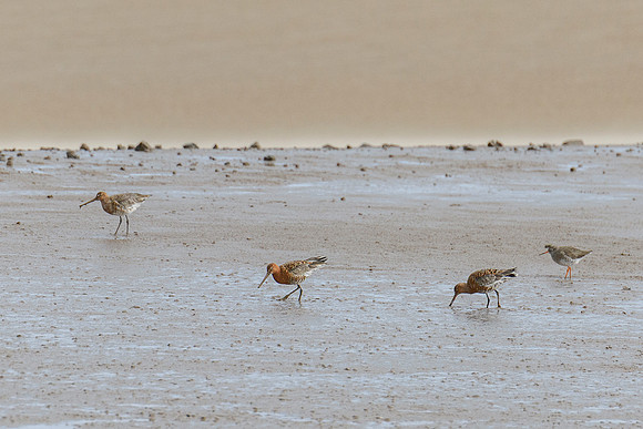 Godwit