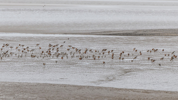 Godwit