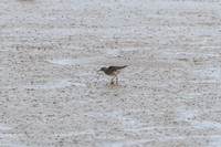 Redshank