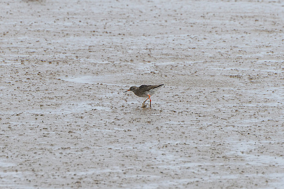 Redshank