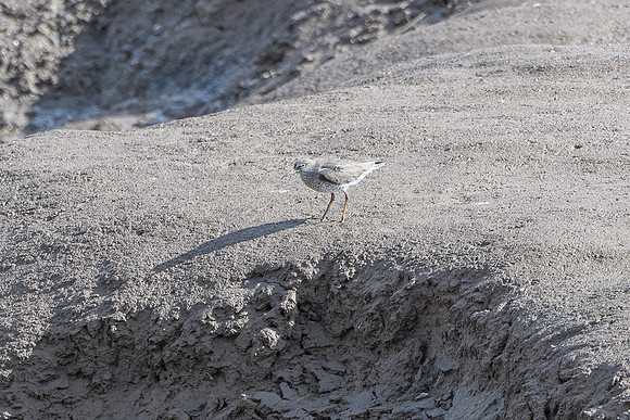 Redshank