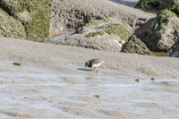 Turnstone