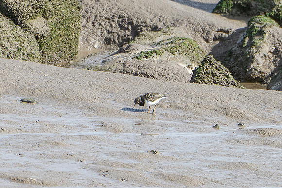 Turnstone