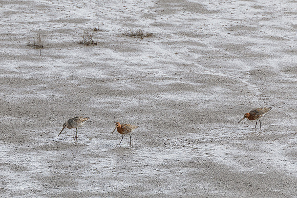 Godwit