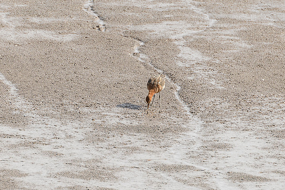 Godwit