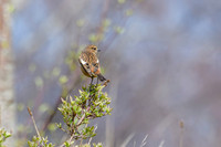 Stonechat