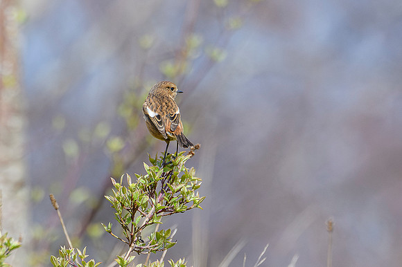 Stonechat