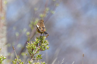 Stonechat