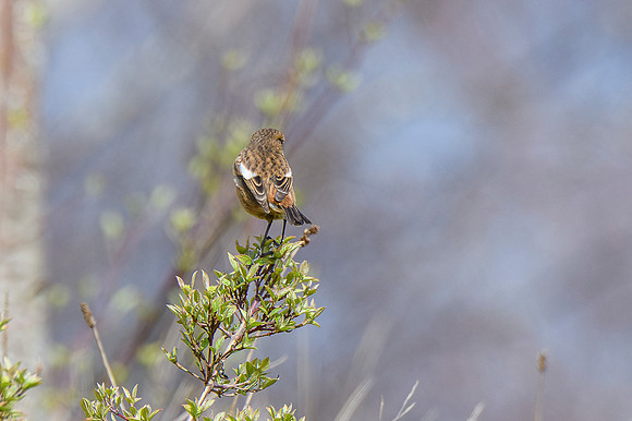 Stonechat