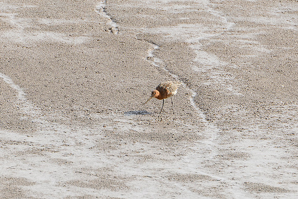 Godwit