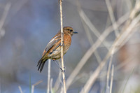 Stonechat