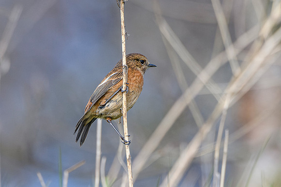 Stonechat