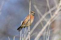 Stonechat