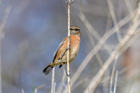 Stonechat
