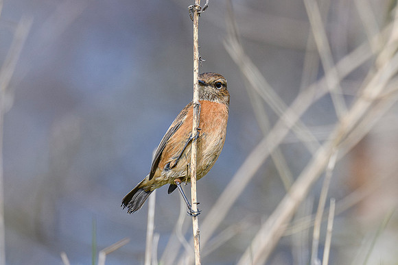 Stonechat