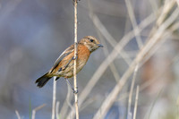 Stonechat