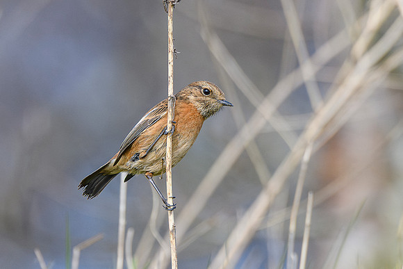 Stonechat
