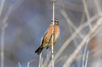 Stonechat