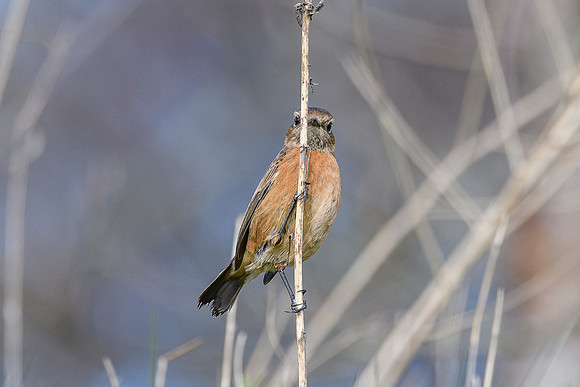 Stonechat