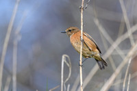 Stonechat