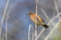 Stonechat
