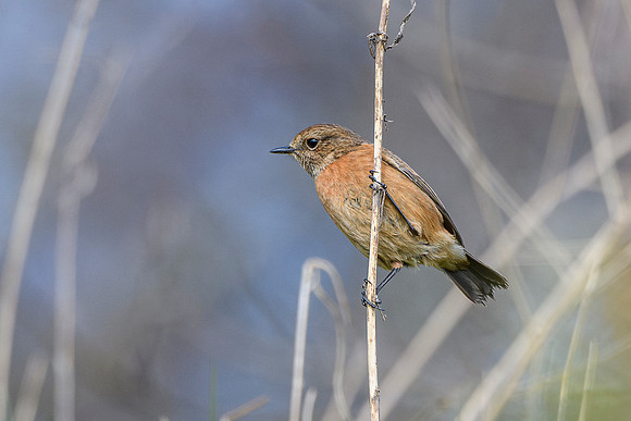 Stonechat
