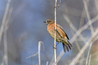 Stonechat