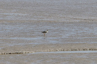 Redshank